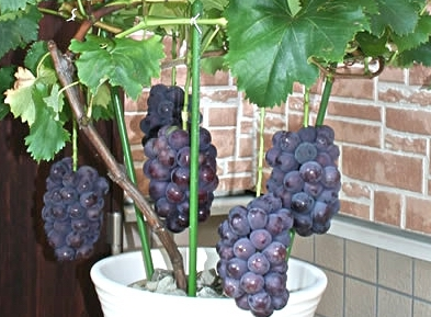 Mari Menanam Anggur Dengan Menggunakan Pot  Cara menanam 
