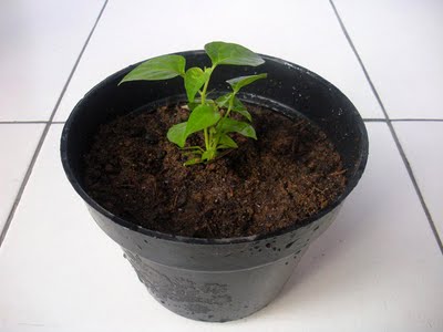 menanam di pot  Cara menanam dan teknik budidaya tanaman